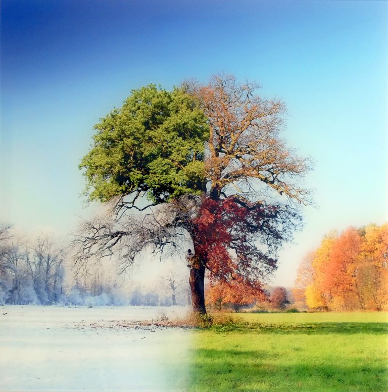 Bild: 4 Jahreszeitenbaum